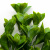 Трава искусственная -1, шт (эвкалипт лист 32 см/8 см)				 - купить в Сарапуле. Цена: 169.93 руб.