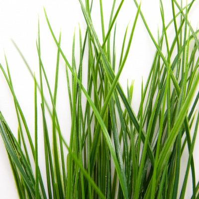 Трава искусственная -4, шт  (осока 50 см/8 см  7 листов)				 - купить в Сарапуле. Цена: 130.73 руб.