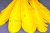 Декоративный Пучок из перьев, перо 23см/желтый - купить в Сарапуле. Цена: 12.19 руб.