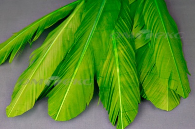 Декоративный Пучок из перьев, перо 24см/зеленый - купить в Сарапуле. Цена: 12.19 руб.
