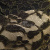 Кружевное полотно XD LACE 1-4, 80 гр/м2, шир.150см, цвет чёрный - купить в Сарапуле. Цена 245.94 руб.